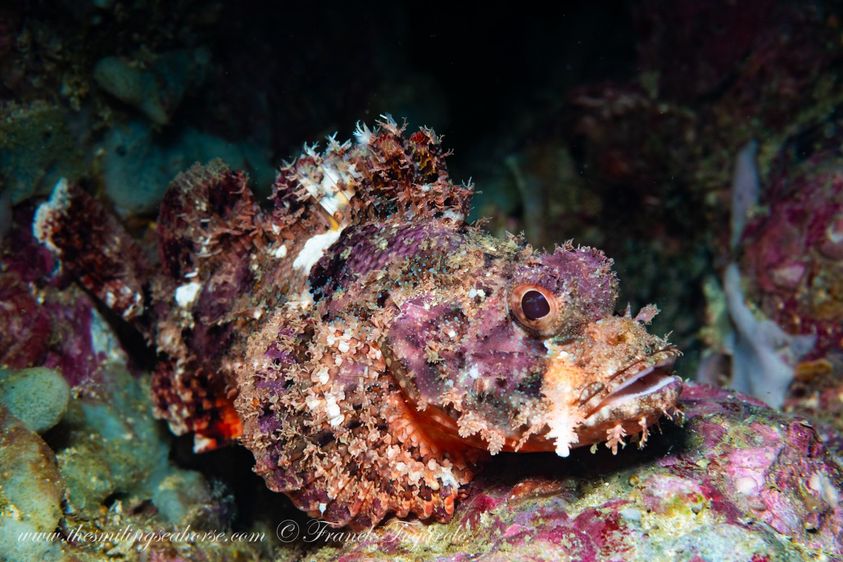 Scorpionfish in coral reef suit