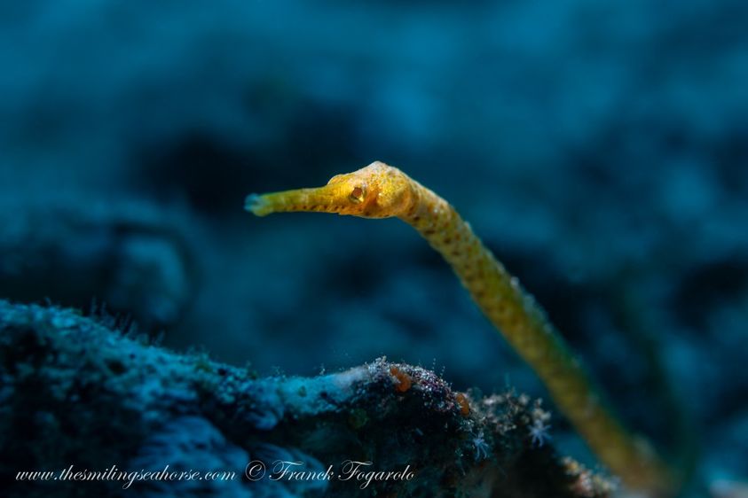 Little shy pipefish in the blue