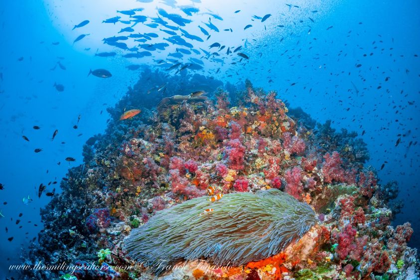 Coral reef beauty and diversity