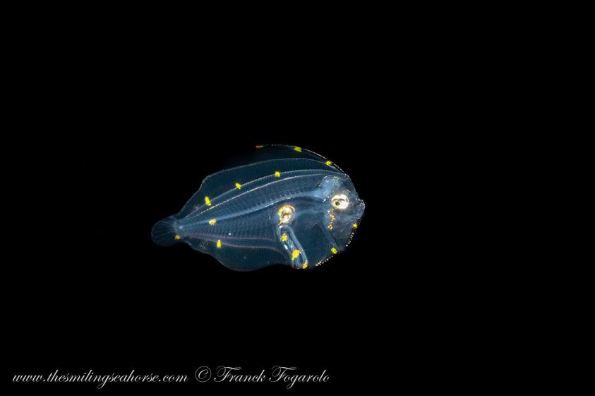 Baby flounder, Blackwater dive