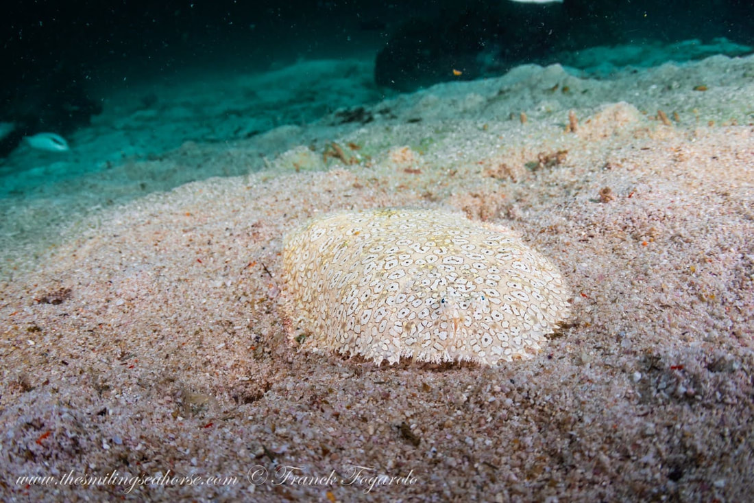 Flounder underwater photography
