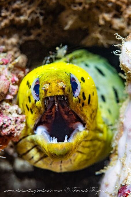 Beautiful and impressive yellow moray eel