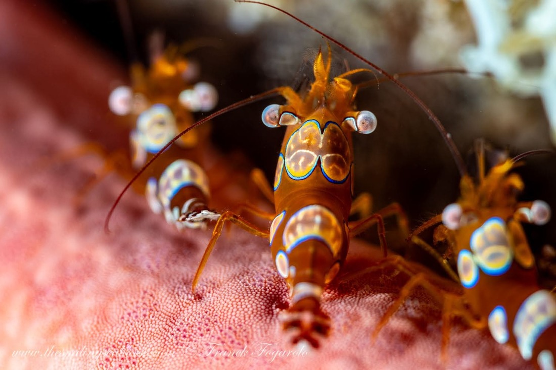 Sexy shrimps, thor amboinensis 
