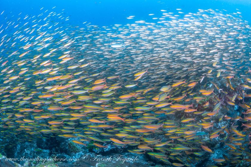 large school of fish wide angle photography andaman sea