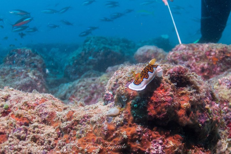 Nudibranchs of Thailand and Myanmar (Burma) | Sea slugs in Mergui ...