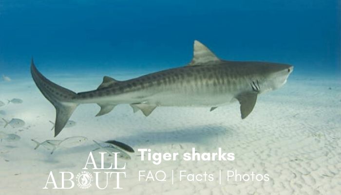Are tiger sharks dangerous - Diving liveaboard in Thailand and Myanmar