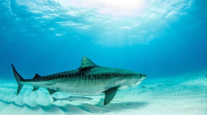 Are tiger sharks dangerous - Diving liveaboard in Thailand and Myanmar