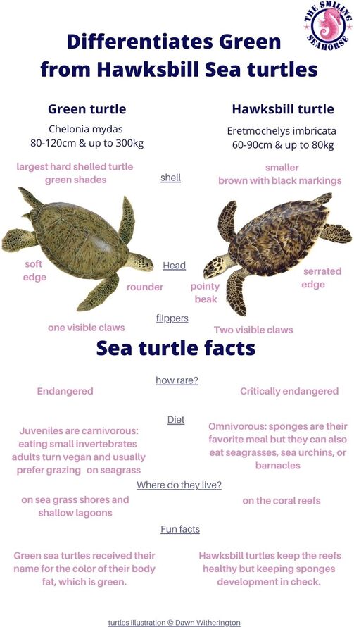 Hawksbill Sea Turtle Diagram