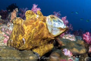 How to spot, photograph and appreciate the Frogfish - Diving liveaboard ...