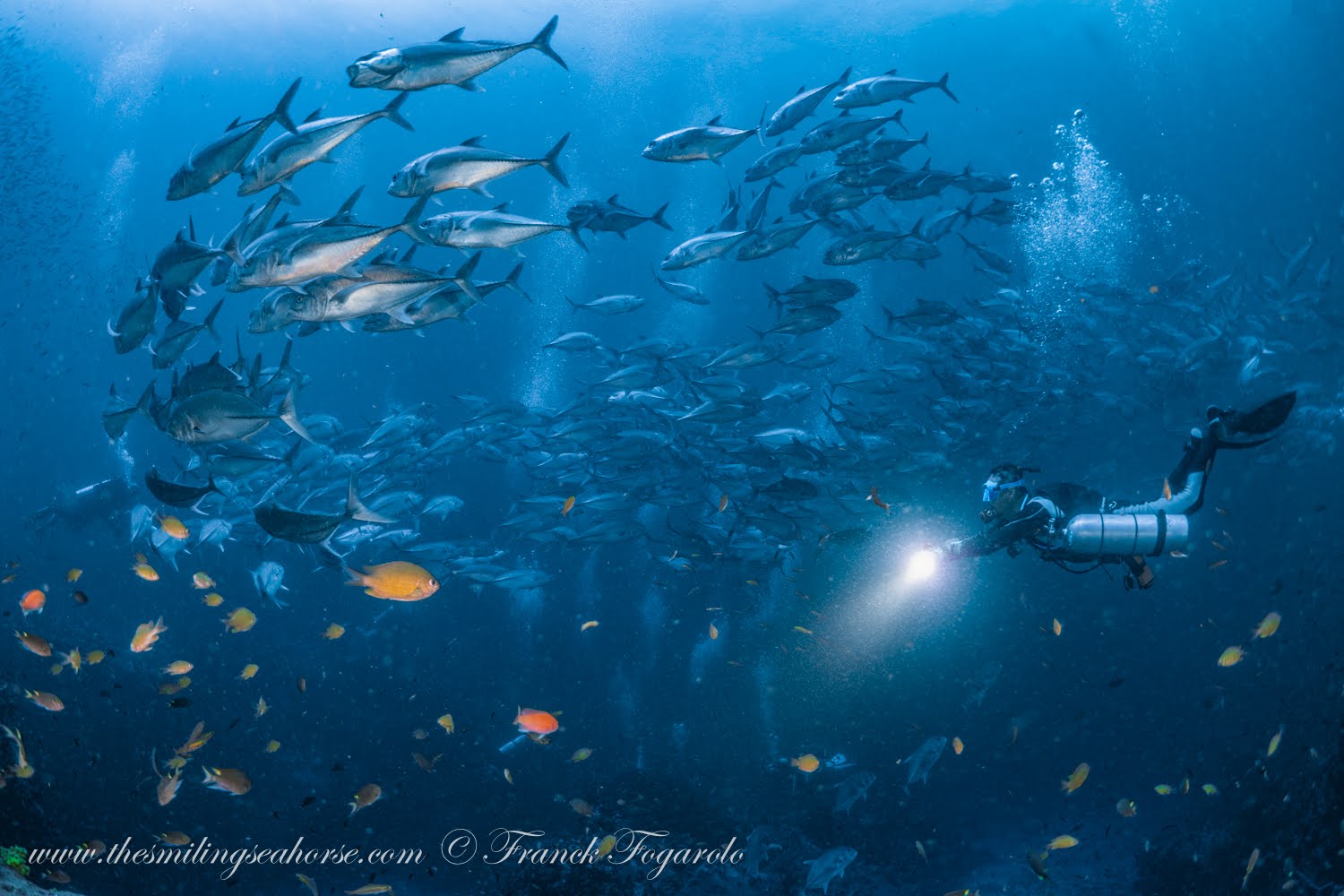 Dense school of blue trevallies jackfish in the Andaman Sea