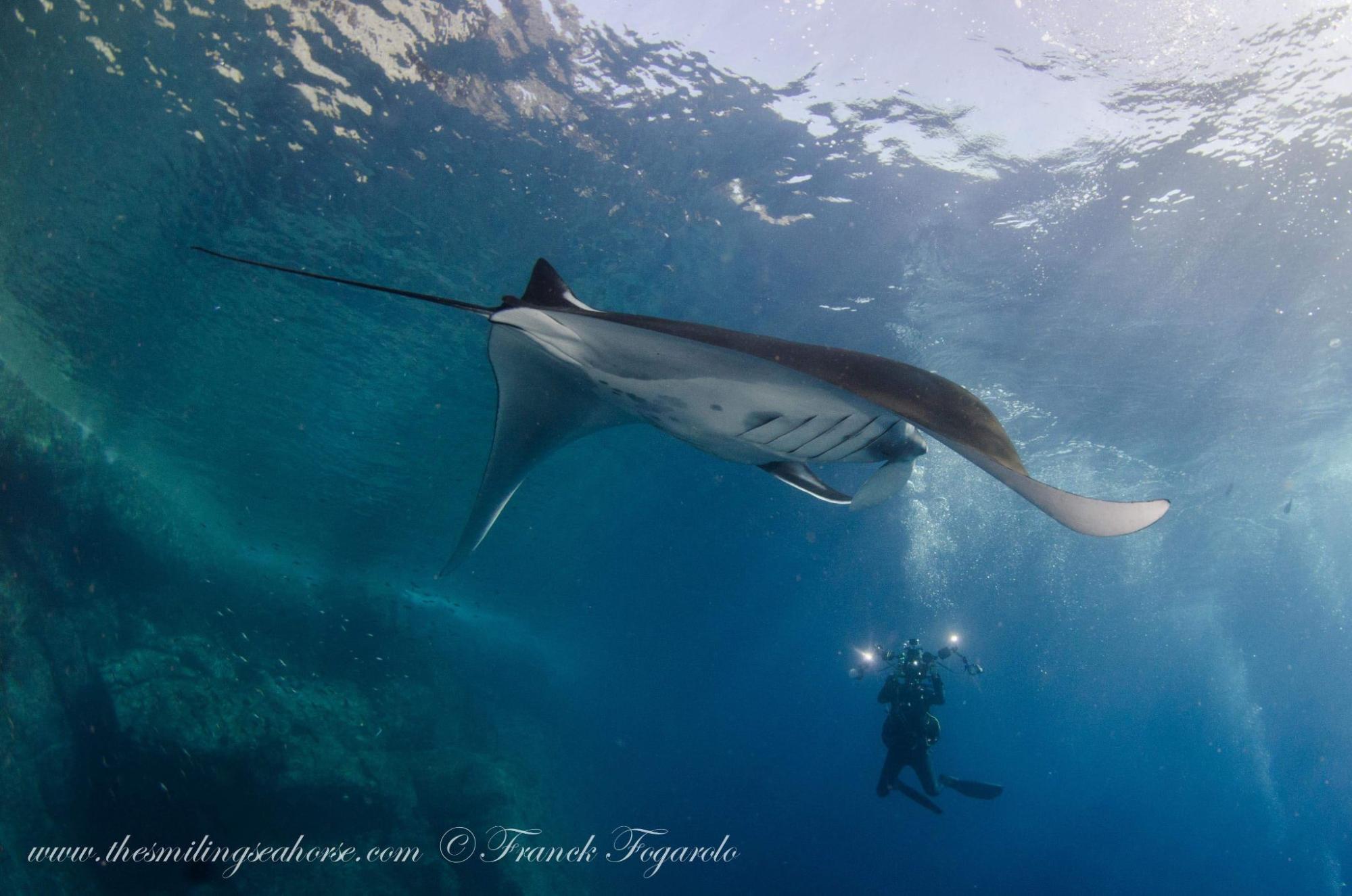 Diver keeping respectful distance from manta ray near surface