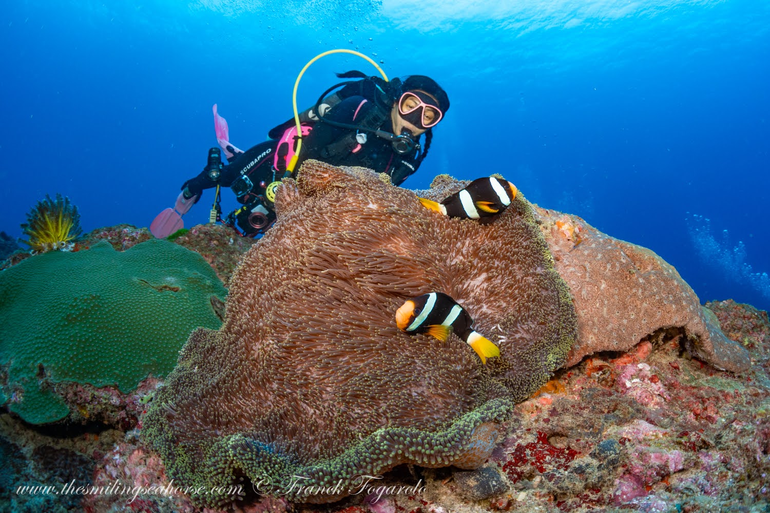 Diver observing reef life closely without touching