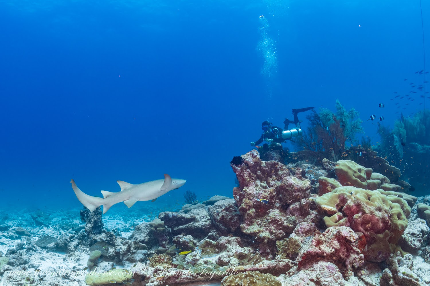 Pristine coral reef with shark swimming in background