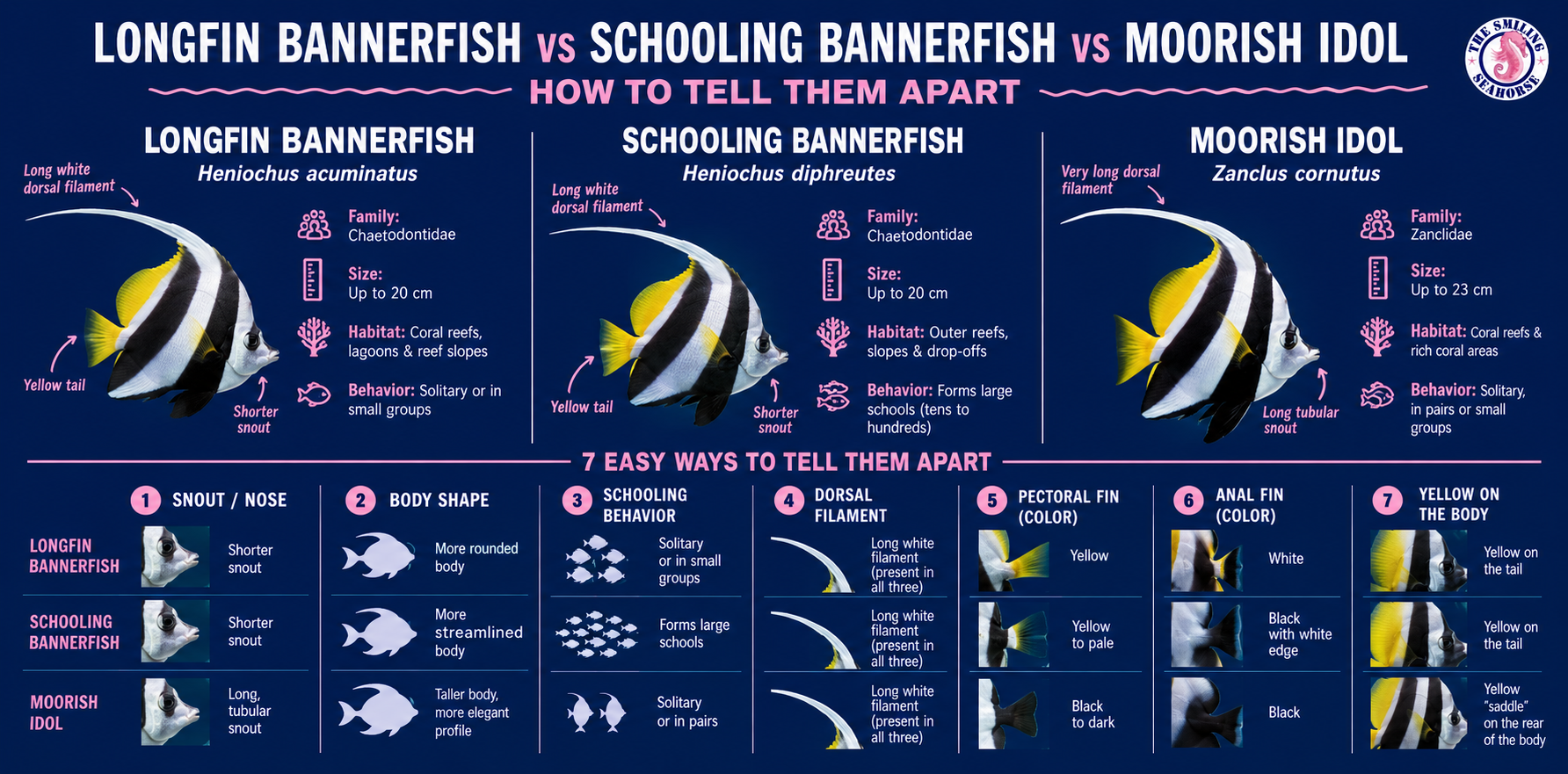 Infographic guide: 7 easy ways to tell Longfin Bannerfish, Schooling Bannerfish, and Moorish Idol apart