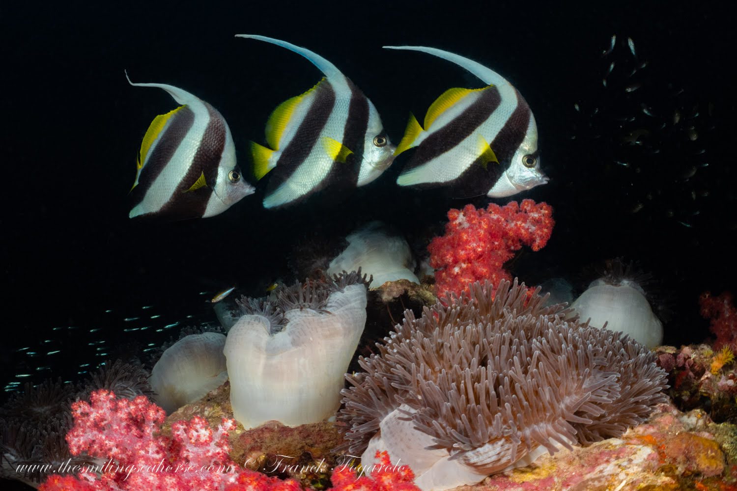 Longfin Bannerfish hovering closely over anemones and reef structure