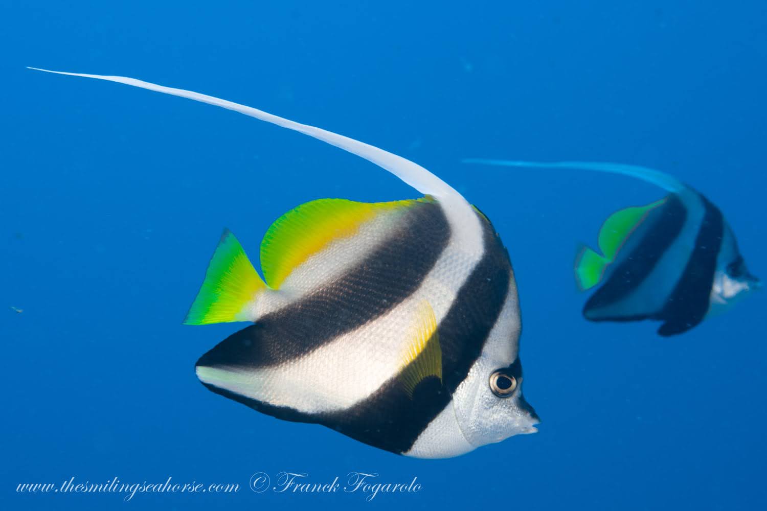 Longfin bannerfish among blue-green chromis over coral