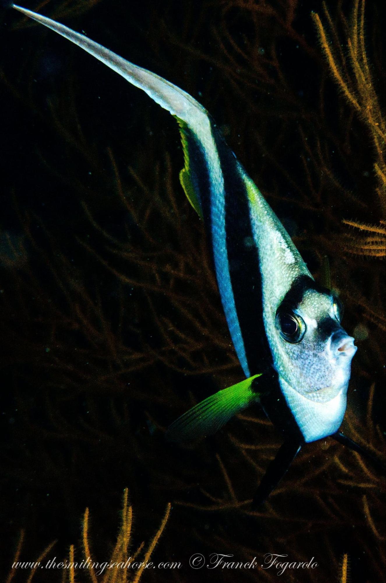 Close-up head profile of Longfin Bannerfish showing short snout