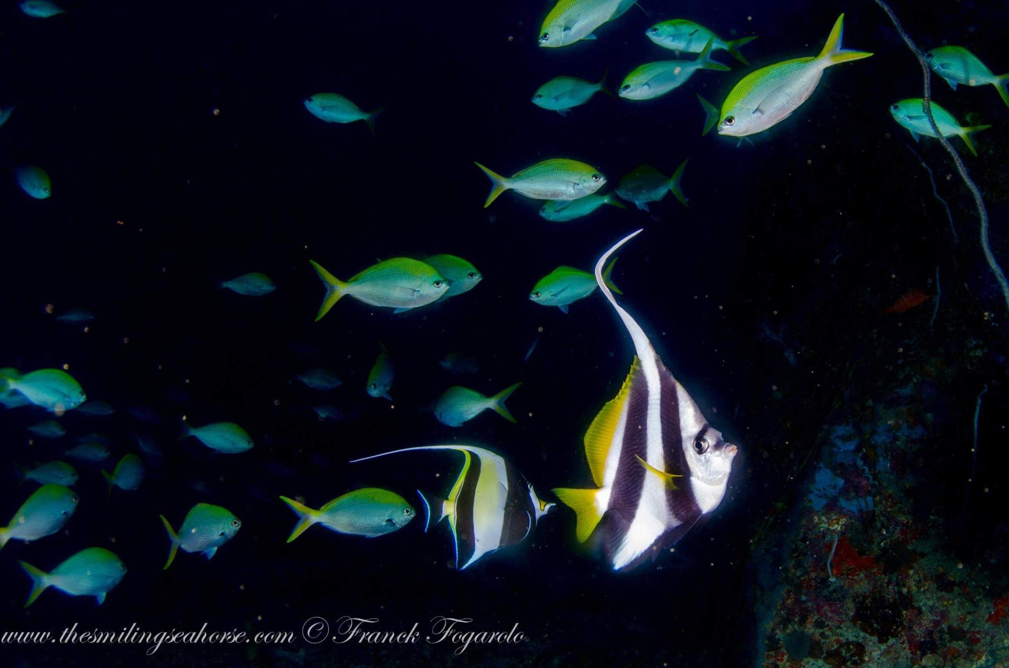 Longfin bannerfish in sharp foreground with a Moorish idol swimming in background