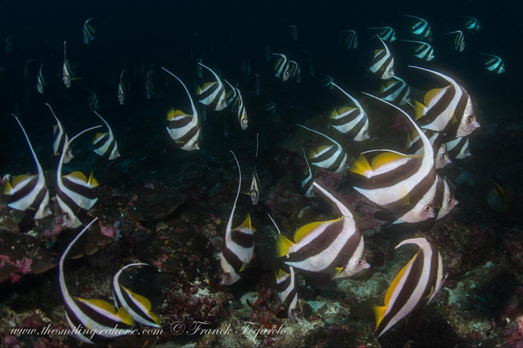 A small cluster of Longfin Bannerfish resting on the reef at night
