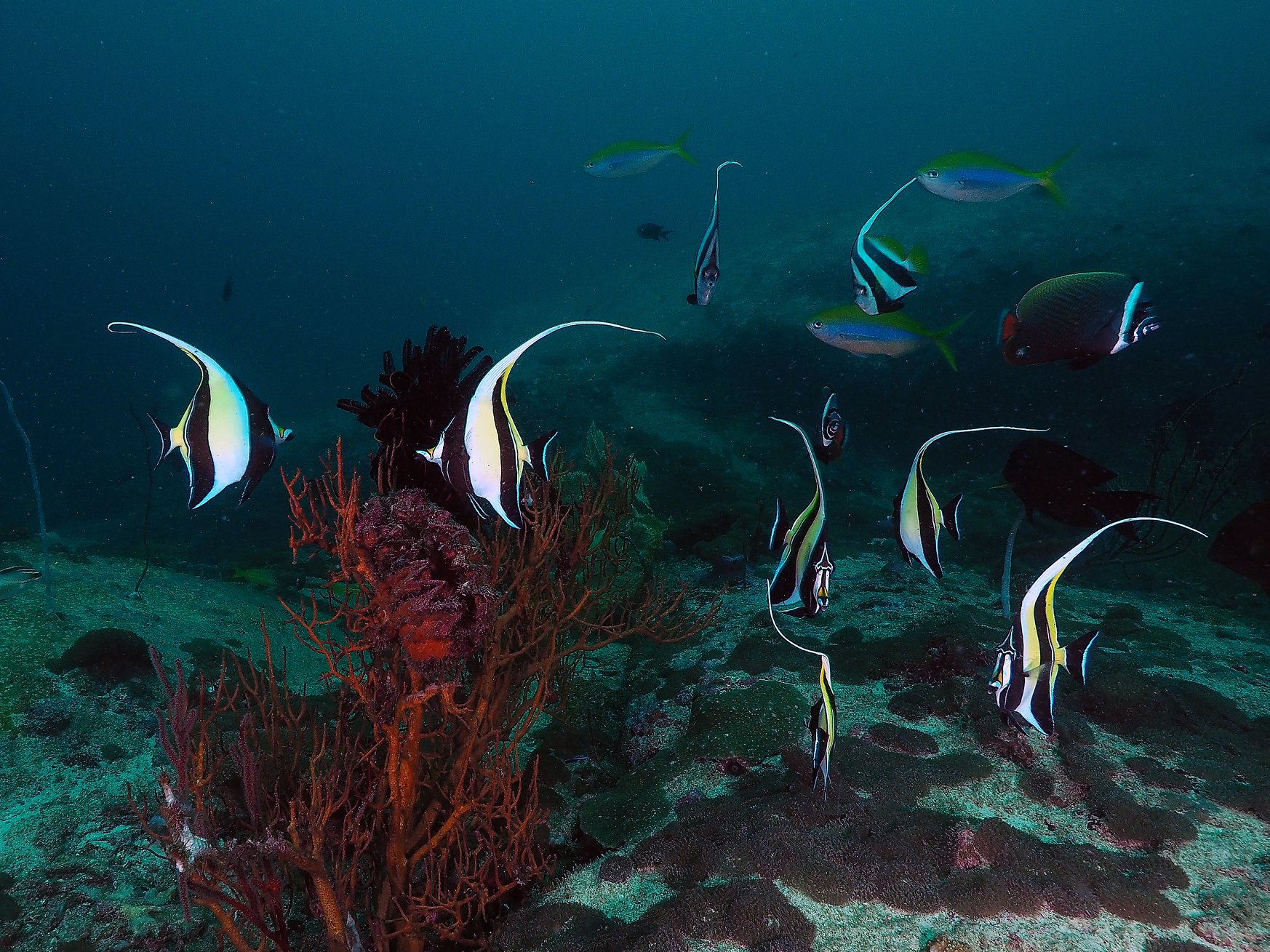 Moorish idols swimming along a deep reef drop-off