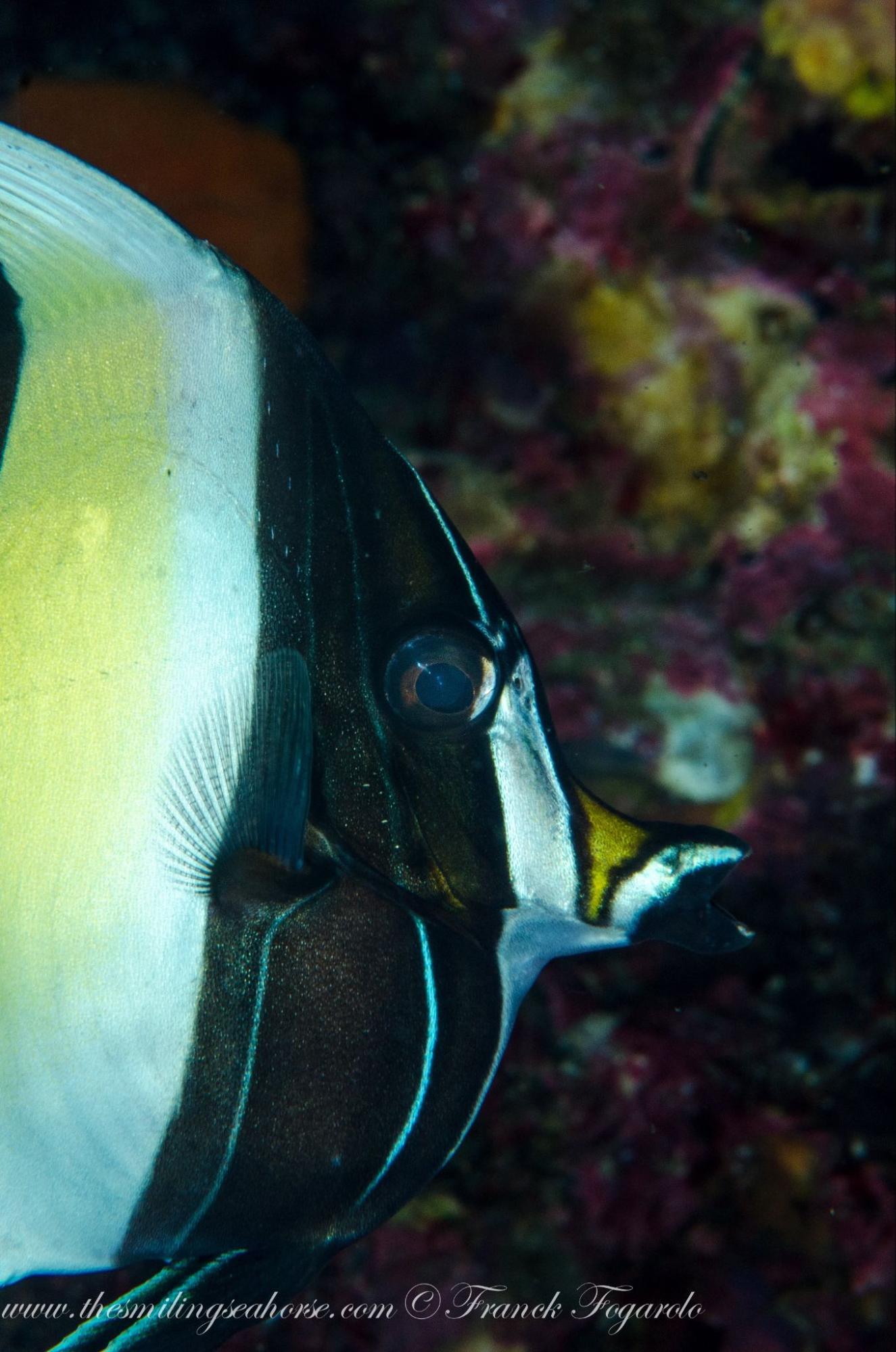 Close-up head profile of Moorish Idol showing long tubular snout