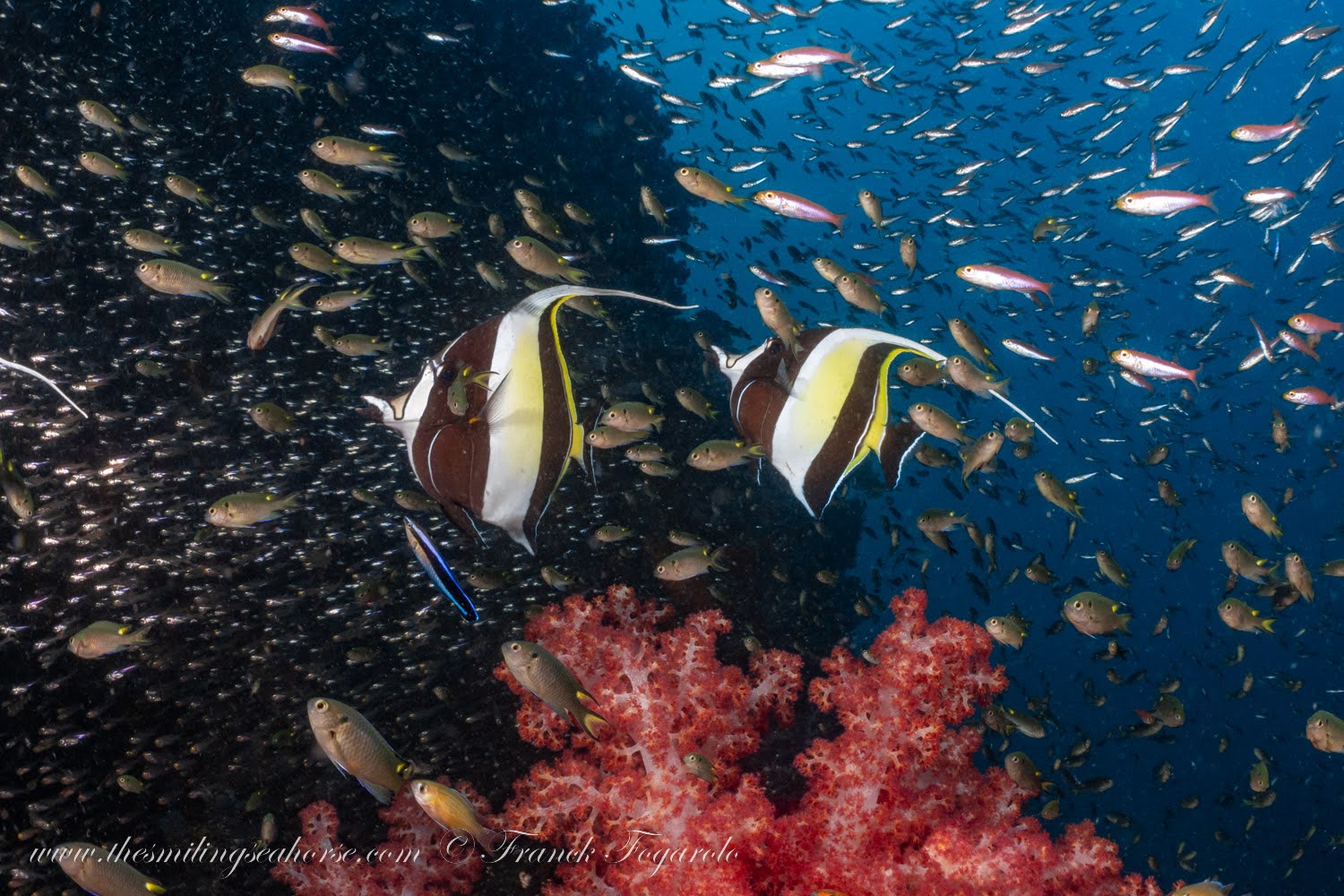 Pair of Moorish Idols cruising past a shimmering baitball