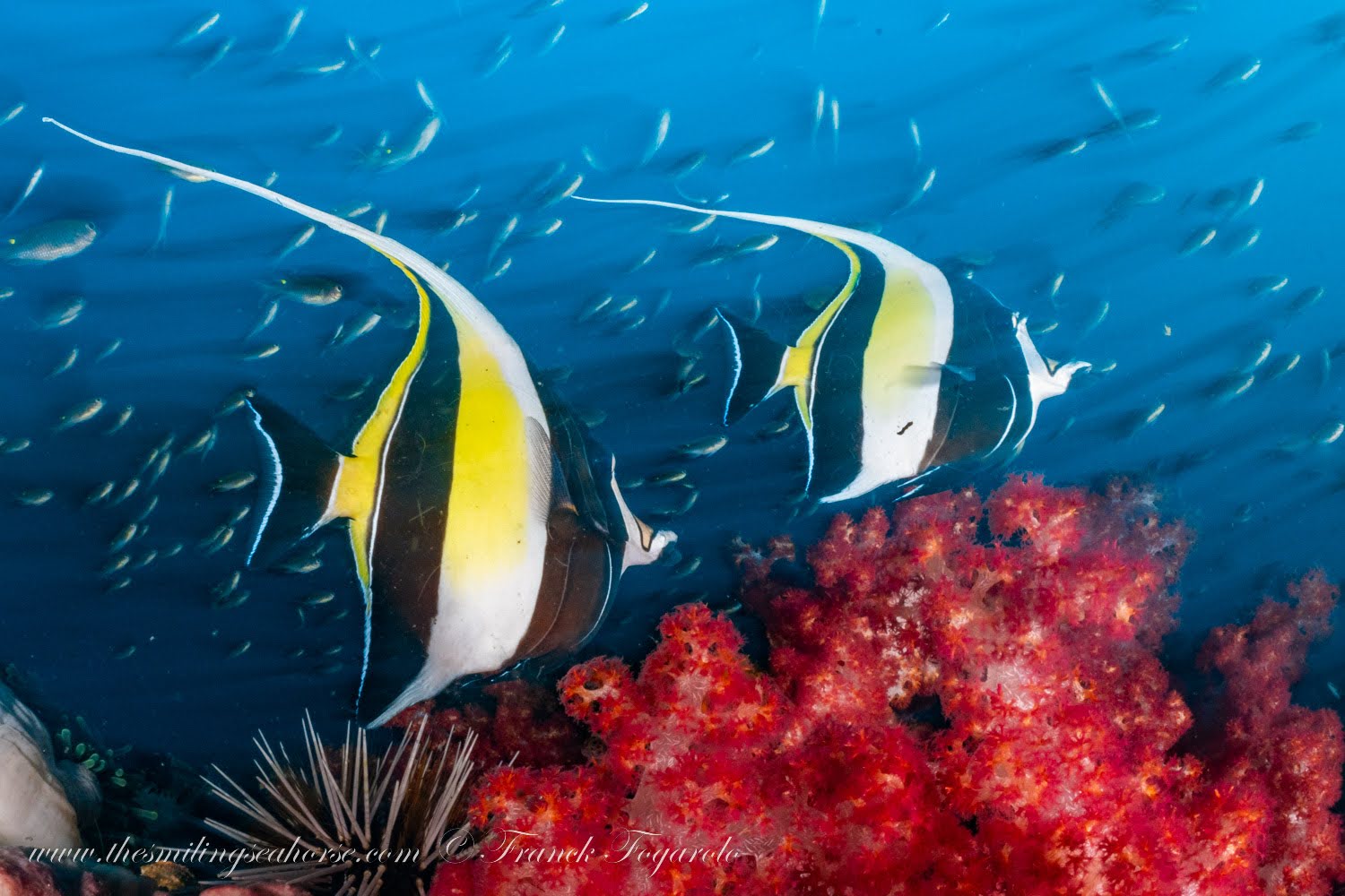 A pair of Moorish Idols swimming above bright red soft corals