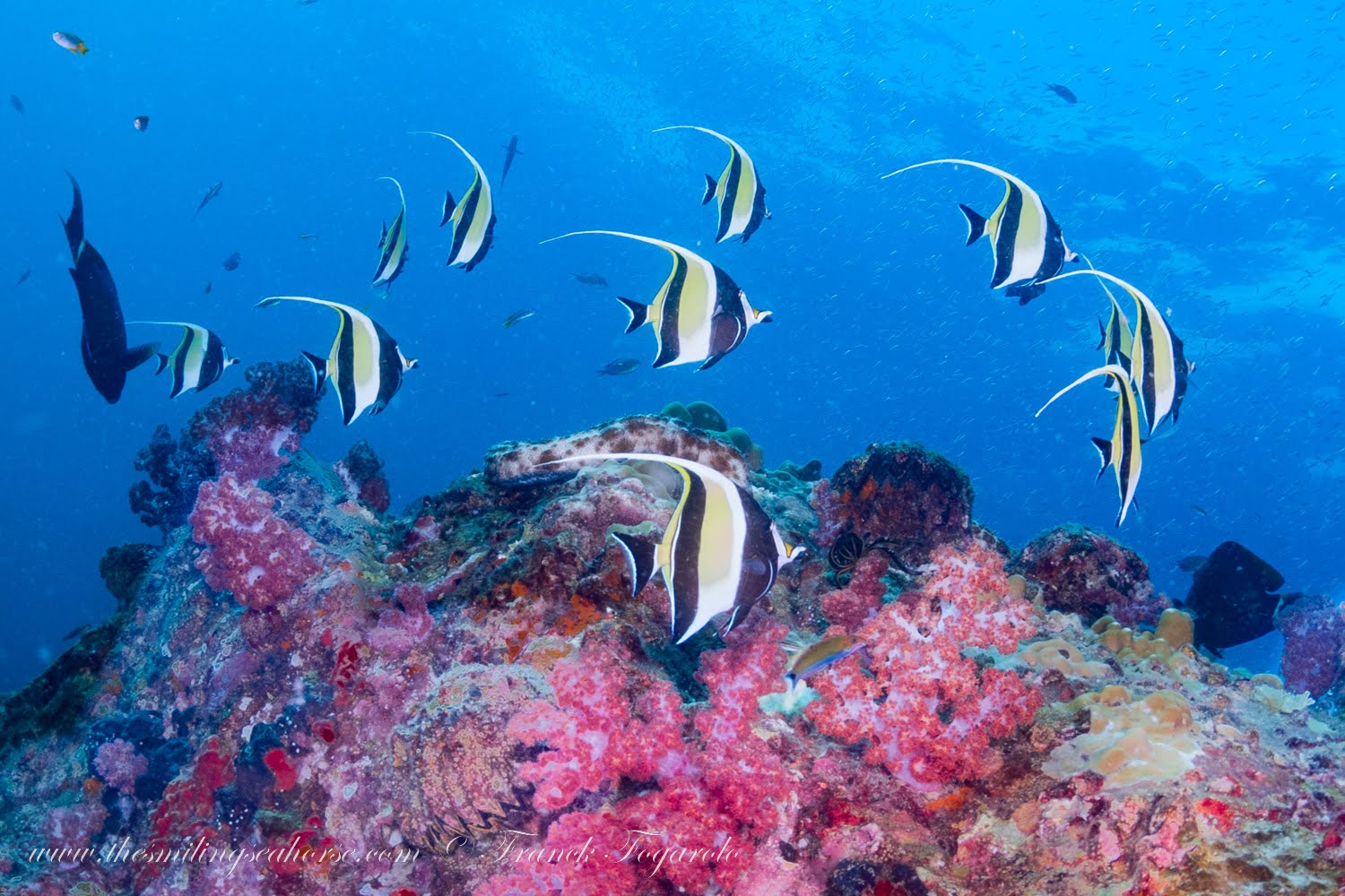 Moorish idol group swimming across a vibrant soft coral garden