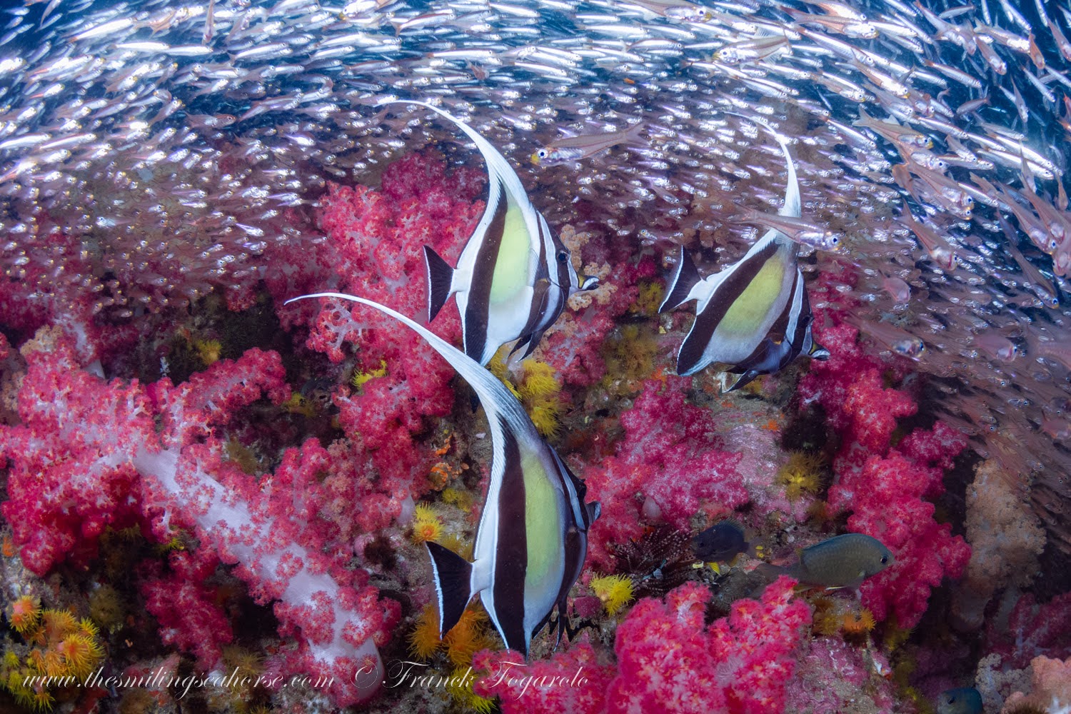 Moorish Idols hovering over pink soft coral alongside glassfish