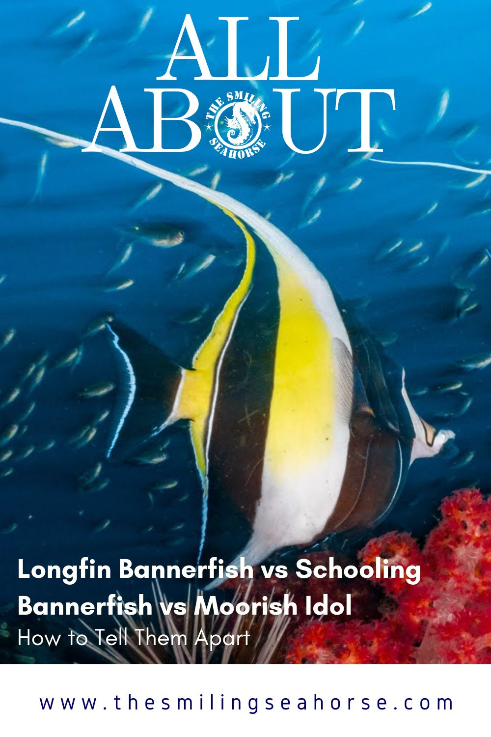 Pinterest pin: Longfin Bannerfish vs Schooling Bannerfish vs Moorish Idol identification guide