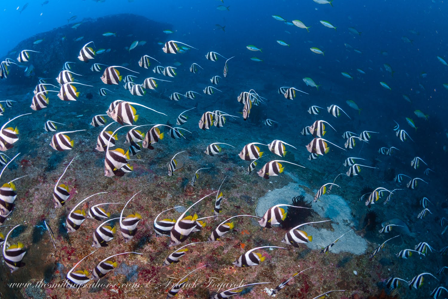 A huge school of Heniochus diphreutes schooling bannerfish over a coral drop-off