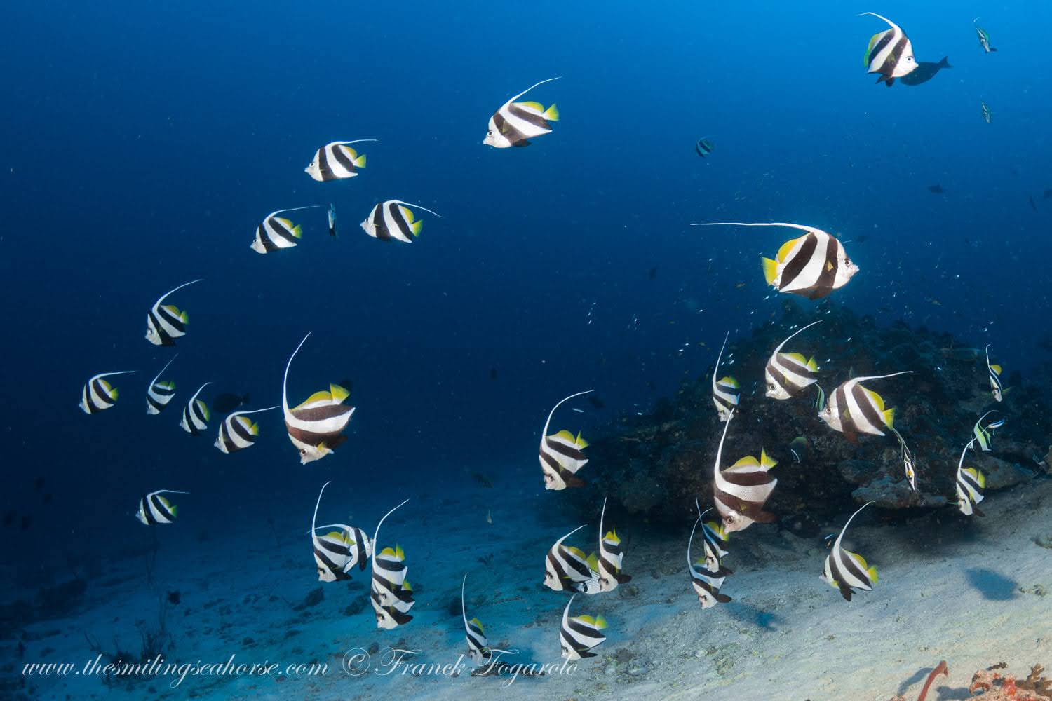 Group of schooling bannerfish swimming in open blue water above sea fans
