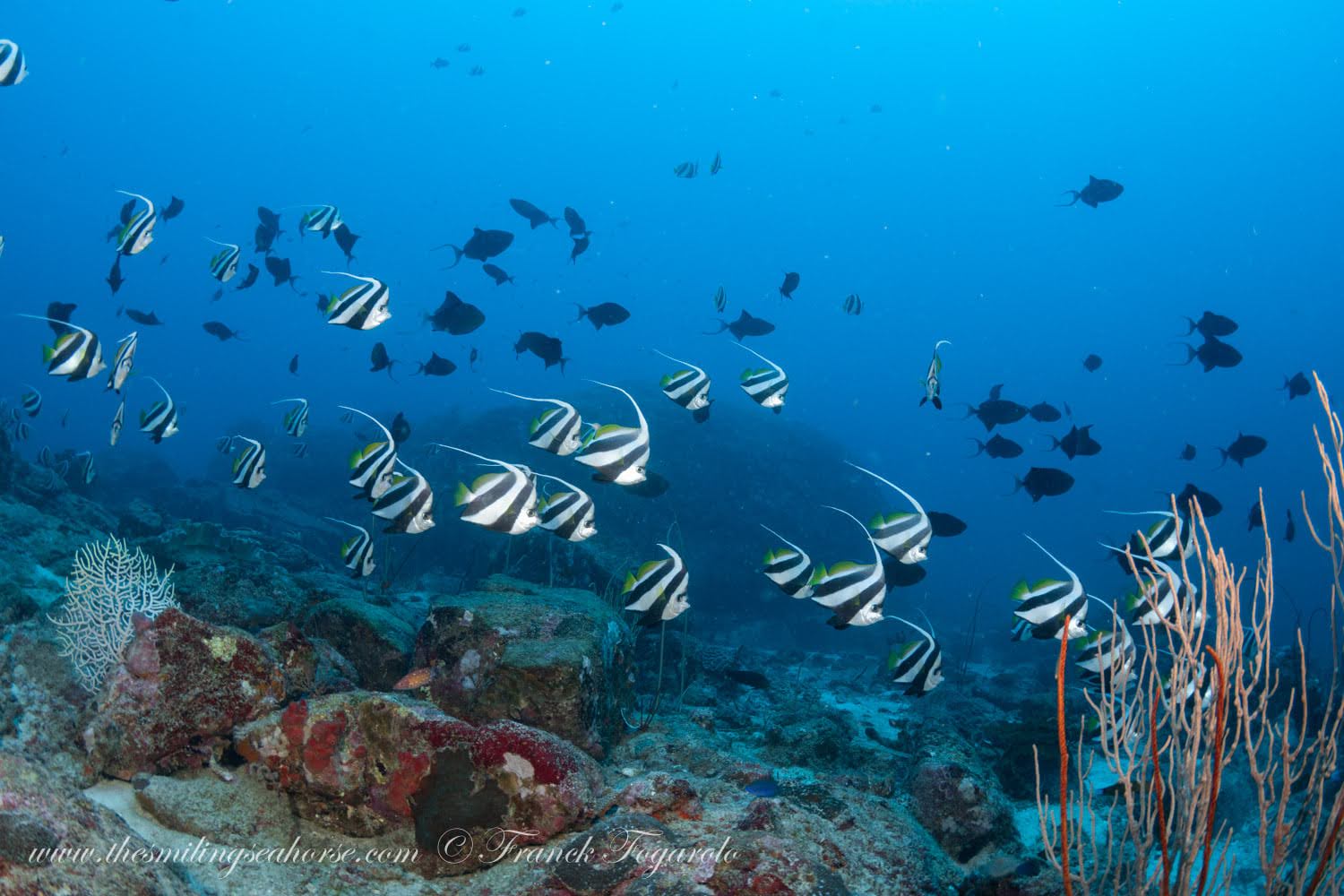 Dense school of bannerfish swimming above a sandy channel