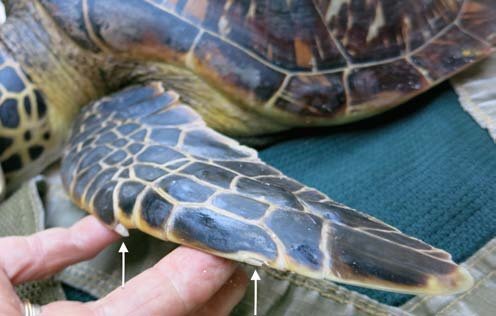 Hawksbill turtle front flipper showing two claws