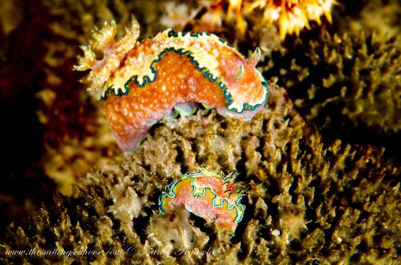 Glossodoris sp.