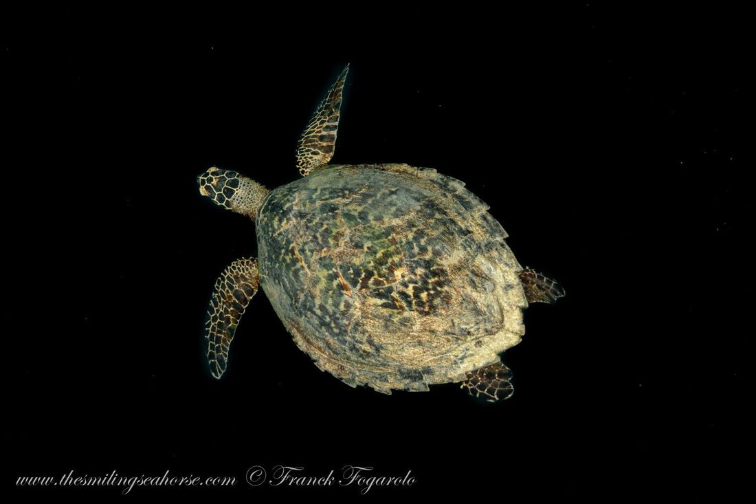 Hawksbill turtle with serrated carapace photographed by Franck Fogarolo
