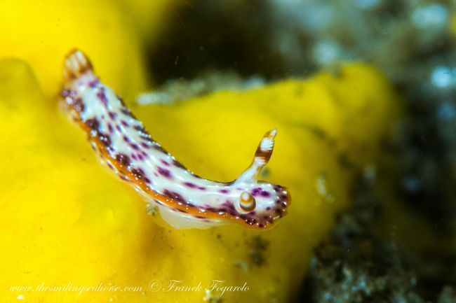 Hypselodoris maculosa