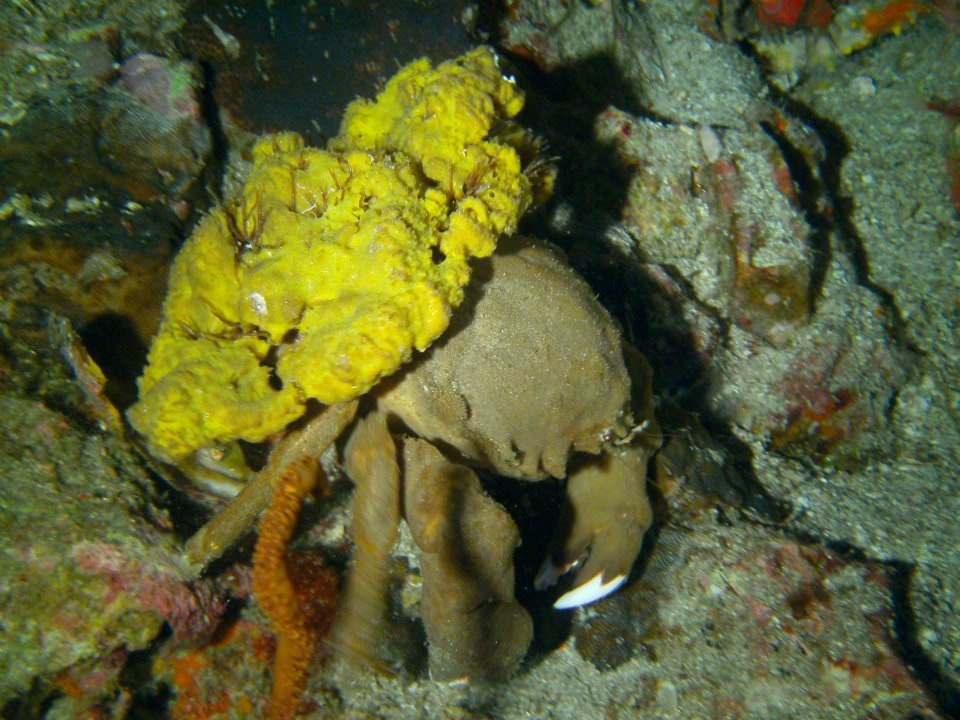 Sponge crab during a diving safari