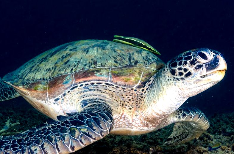 Green turtle with its rounded beak