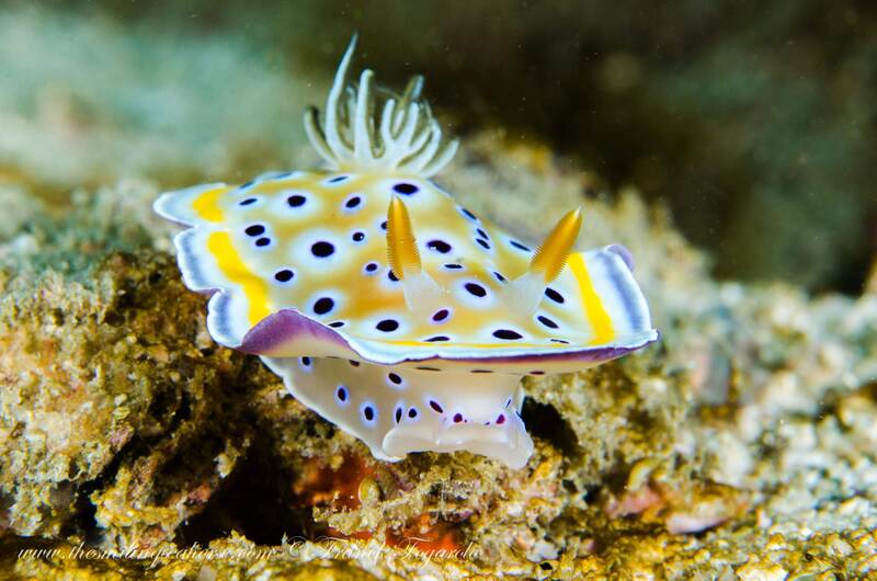 Goniobranchus geminus