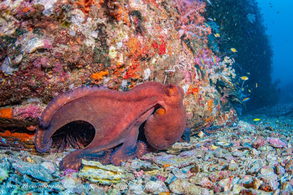 The common reef octopus in tropical Indo-Pacific waters