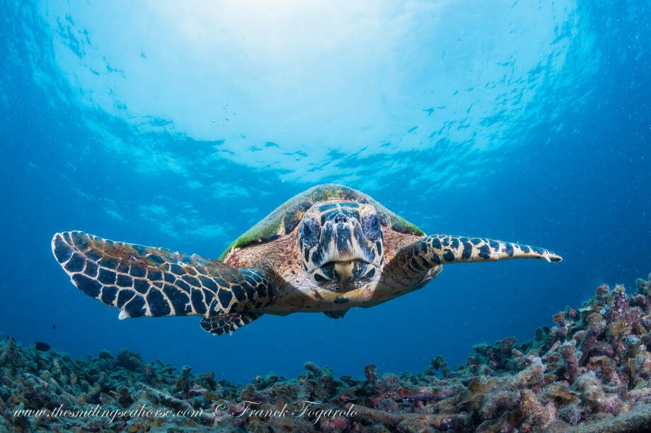 Hawksbill sea turtle swimming above a coral reef