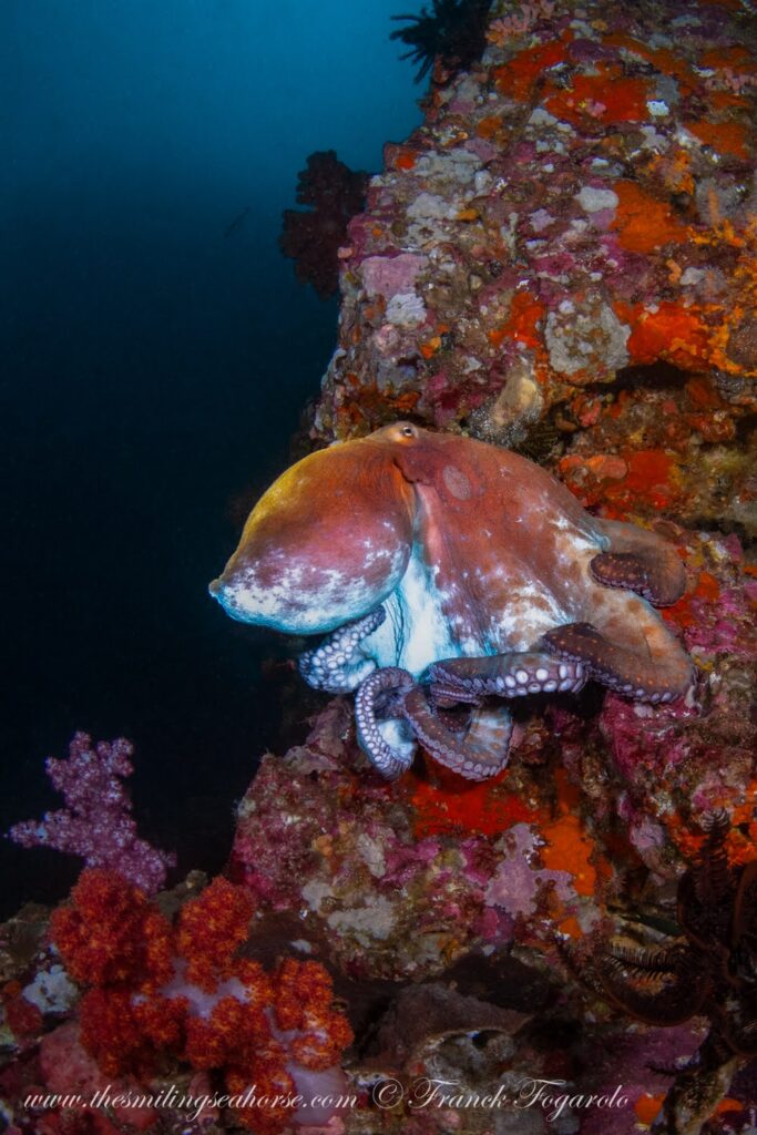 Female day octopus associated with the reproductive cycle