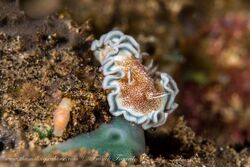 Glossodoris hikuerensis