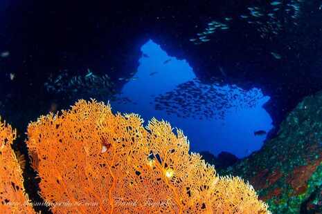 Sea Fan Forest in the Mergui Archipelago