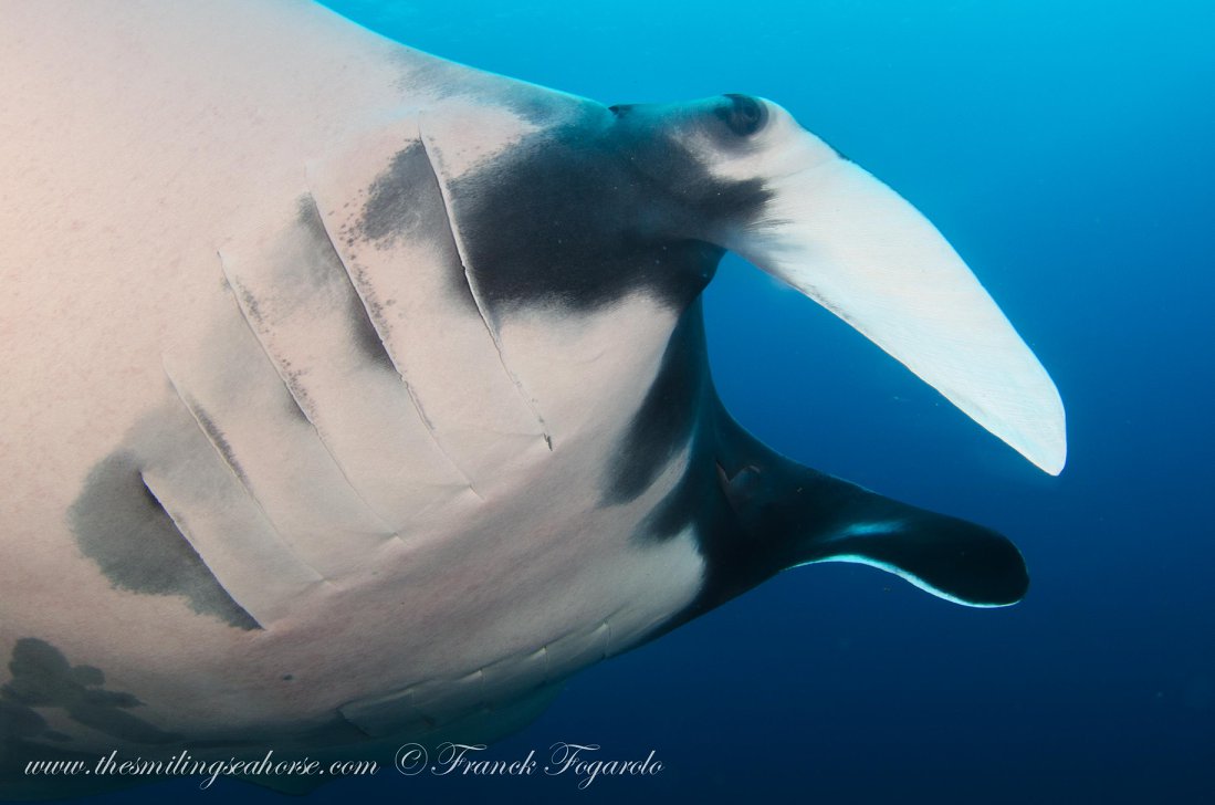 Manta ray underwater in the Mergui Archipelago