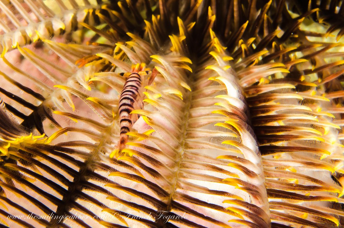 Shrimp underwater in the Mergui Archipelago