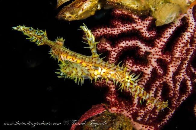 Ghost pipefish underwater