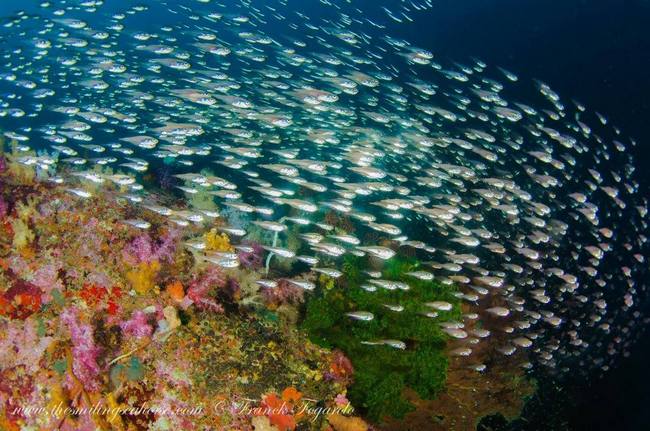 Huge schools of fish underwater