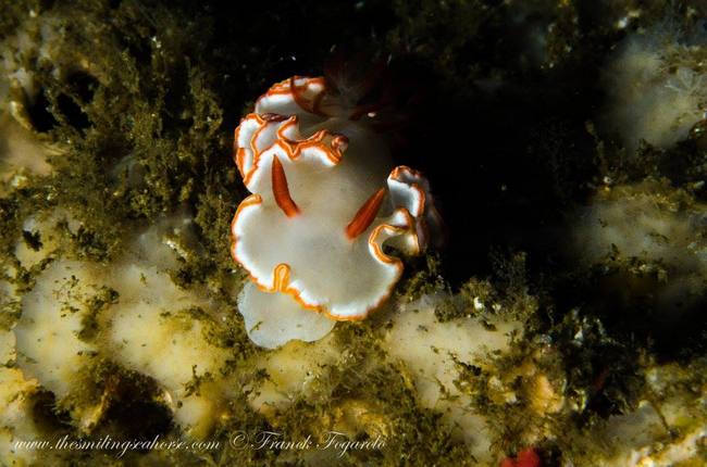 Camouflaged nudibranch underwater